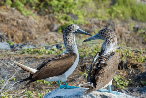 istock Pair of mating Blue-footed Boobies on Espanola, the Galapagos 683034602