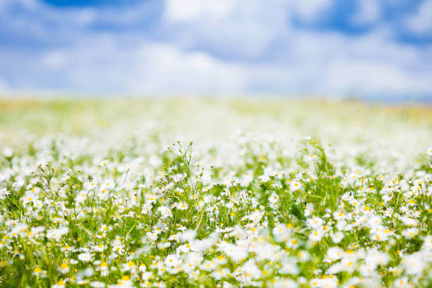 istock Field of daisy flowers in summer 683041198