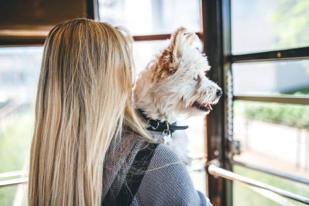 istock Woman holding her dog and looking through the window 683041480