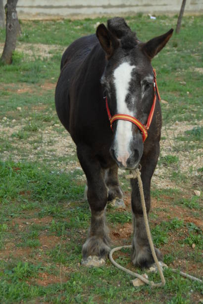 istock Horse in the pasture - Spain 683041992