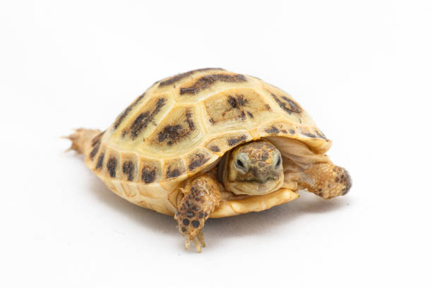 istock Young turtle Testudo horsfieldii on the white background 683044920