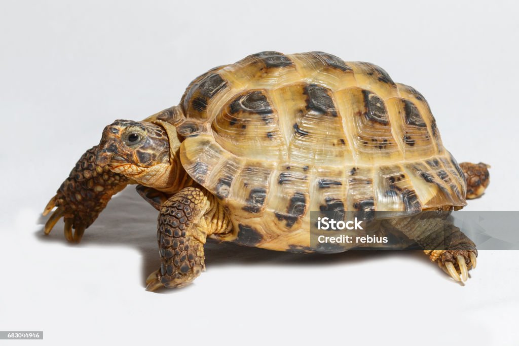 Twenty years old turtle Testudo horsfieldii on white background - Royalty-free Animal Foto de stock