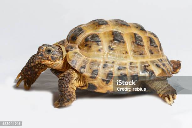 Twenty Years Old Turtle Testudo Horsfieldii On White Background - Fotografias de stock e mais imagens de Animal