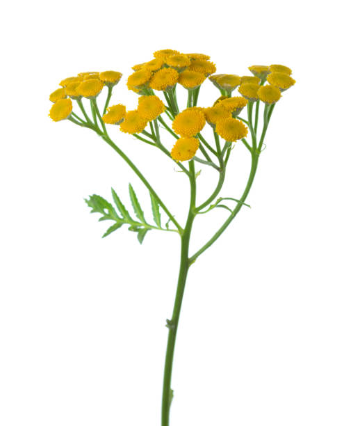 istock Yellow Tansy (Tanacetum vulgare) flowers isolated on white 683047438