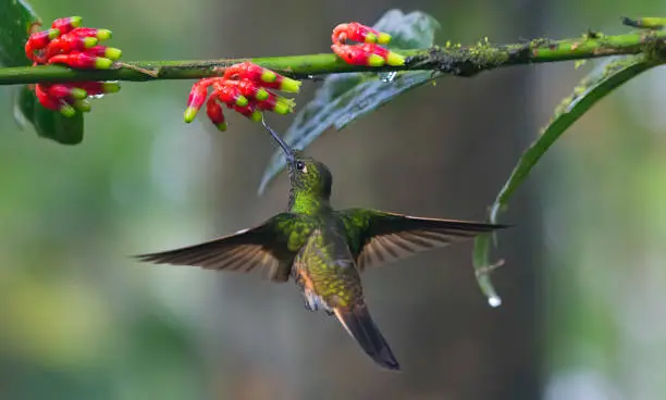 Photo of Flying Hummingbird