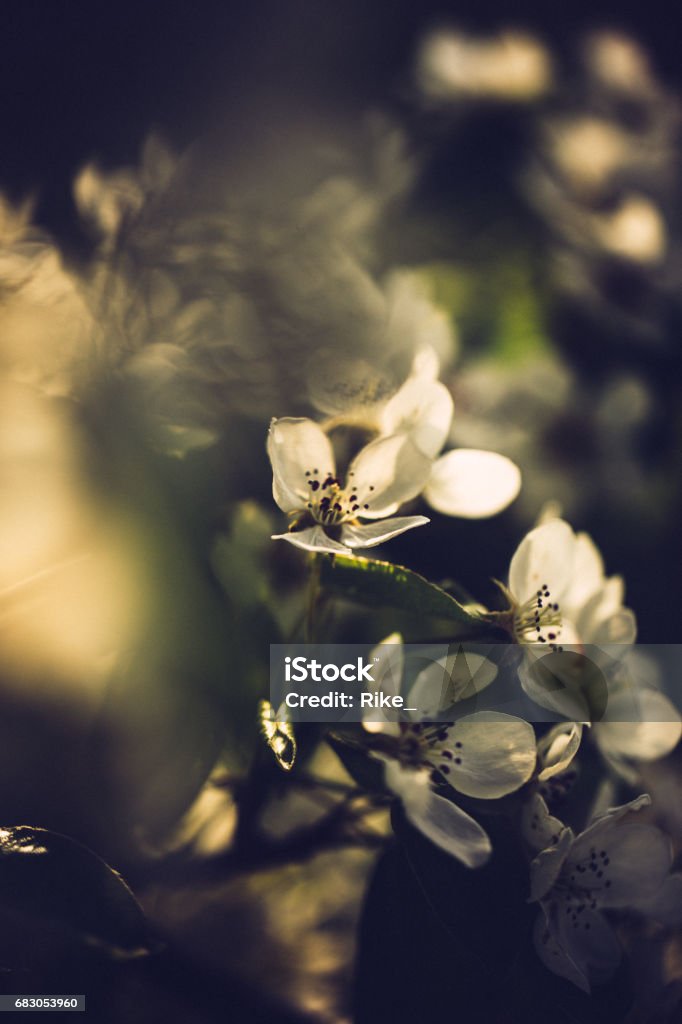 Little white pear tree blossoms on a sunny spring day Germany Stock Photo