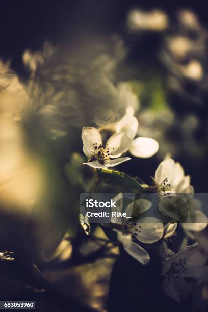 Little White Pear Tree Blossoms On A Sunny Spring Day Stock Photo - Download Image Now