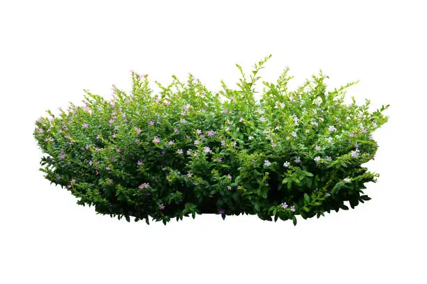 Photo of flower bush tree isolated with clipping path