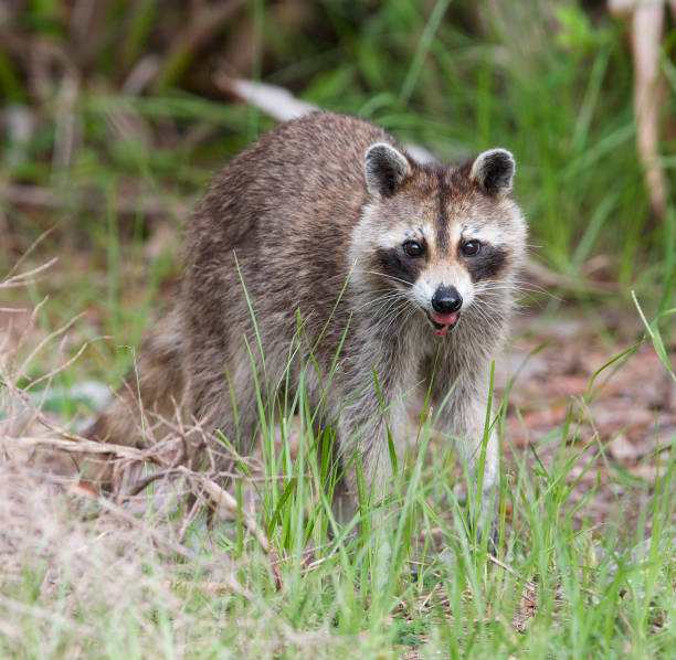 All 27+ Background Images racoon with rabies foam at the mouth Full HD, 2k, 4k All 27+ Background Images racoon with rabies foam at the mouth Full HD, 2k, 4k