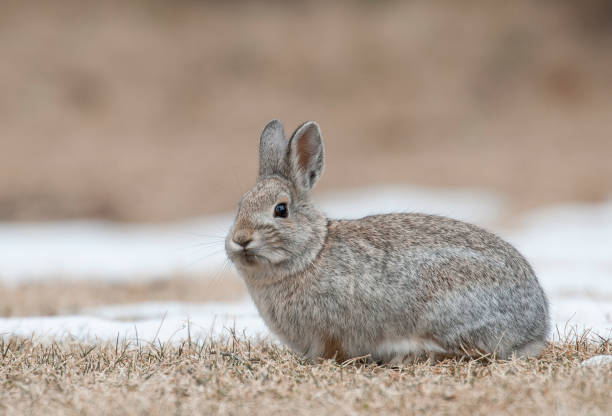 istock Mountain cottontail rabbit on grass and snow with dead grass as forage 683058076