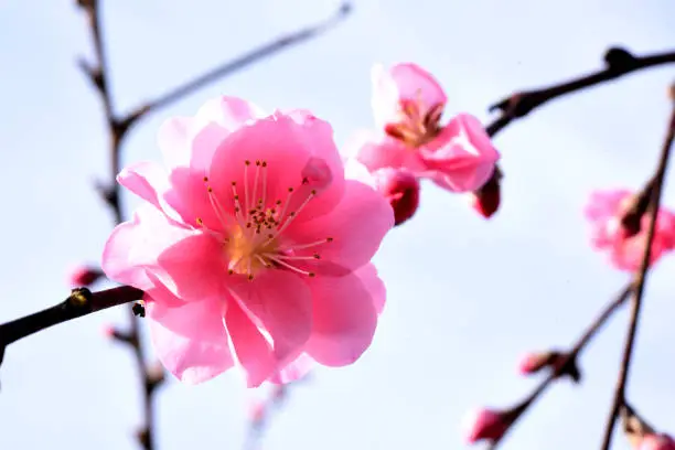 Ornamental Dwarf Peach Tree Blossoms - Macro