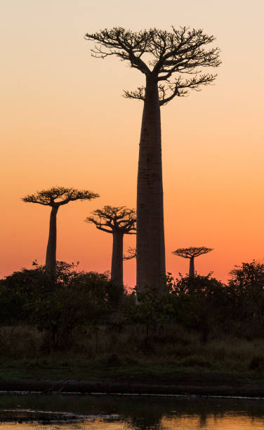 istock Avenue of baobabs at sunset. 683061512