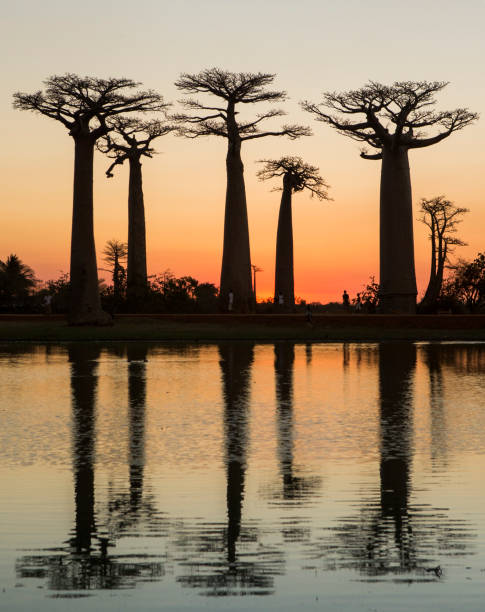 istock Baobabs at sunrise near the water with reflection. 683061694