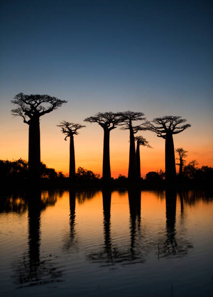istock Baobabs at sunrise near the water with reflection. 683061746