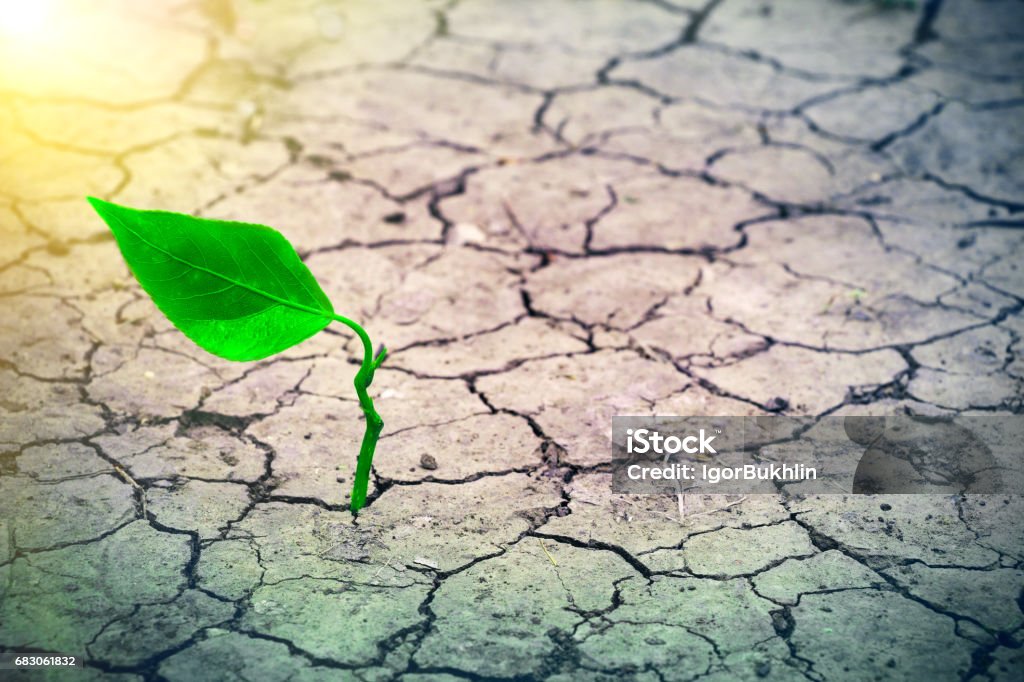 Sprout Growing in Drought Environment Green sprout on the surface of the dry cracked land in the rays of the sun. Environmental disaster. Severe drought and lack of moisture in the soil. Dead ground and consequences of abnormal heat. Concrete Stock Photo