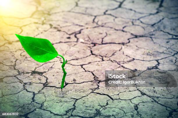Sprout Growing In Drought Environment Stock Photo - Download Image Now - Concrete, Flower, Growth