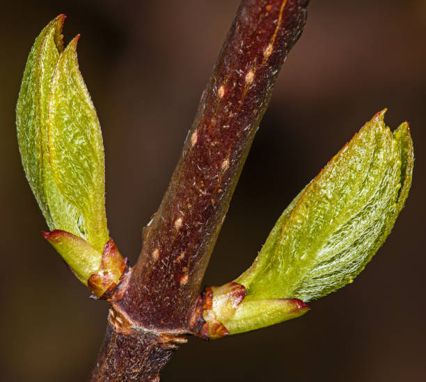 Early cherry leaves - fotografia de stock