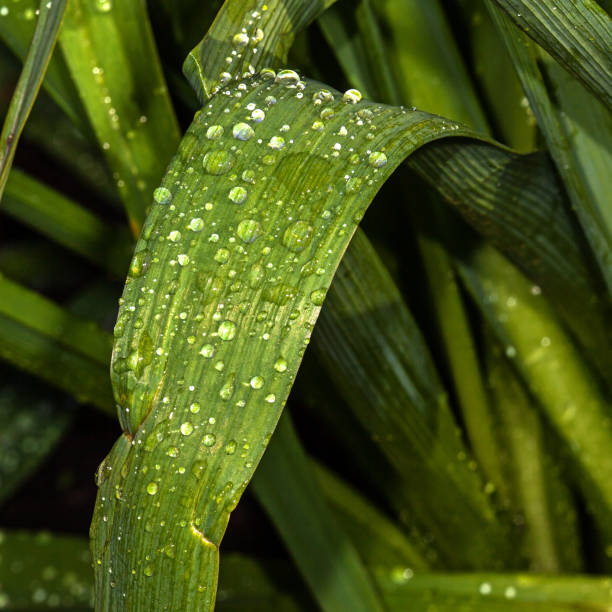 Water drops on leaves - fotografia de stock