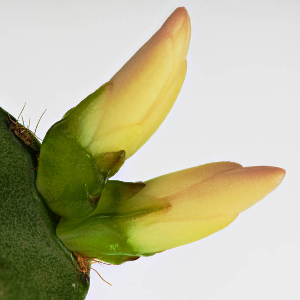 Fleur décembriste. Cactus Schlumbergera truncata - Photo