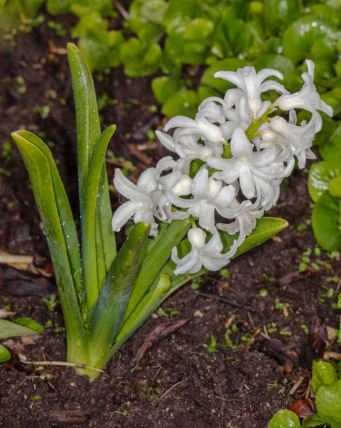 Fleur blanche de Jacinthe - Photo