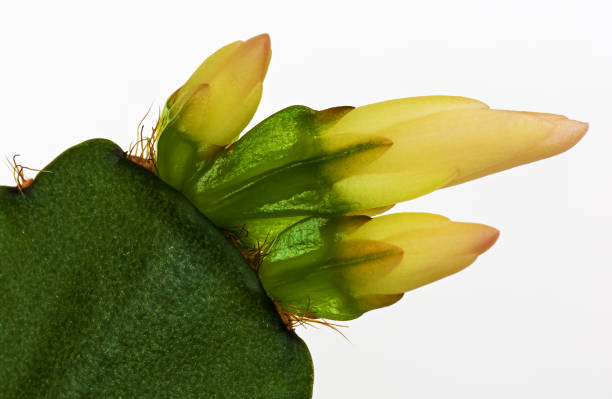 Decembrist flower. Cactus Schlumbergera truncata - fotografia de stock