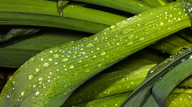 Water drops on leaves - fotografia de stock