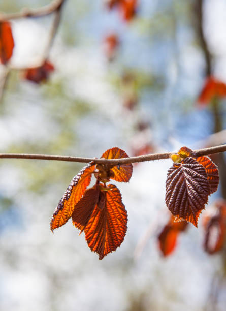 Red hazel leaves on the sky background - fotografia de stock