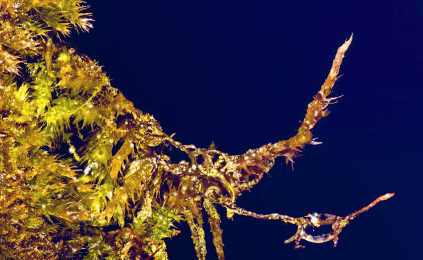 Drops of water on the moss - fotografia de stock