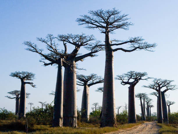 istock Avenue of baobabs. 683064040