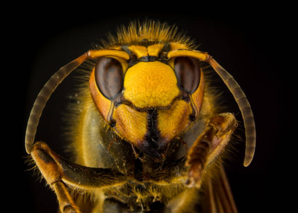 istock Portrait of European hornet (Vespa) on black background 683064104