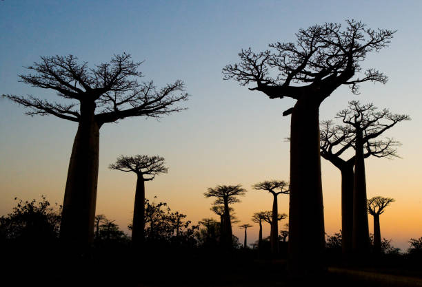 Avenue of baobabs at sunset. Avenue of baobabs at sunset. General view. Madagascar. An excellent illustration. baobab flower stock pictures, royalty-free photos & images