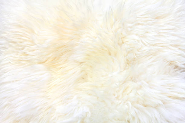 istock Background of sheepskin fur. 683067190