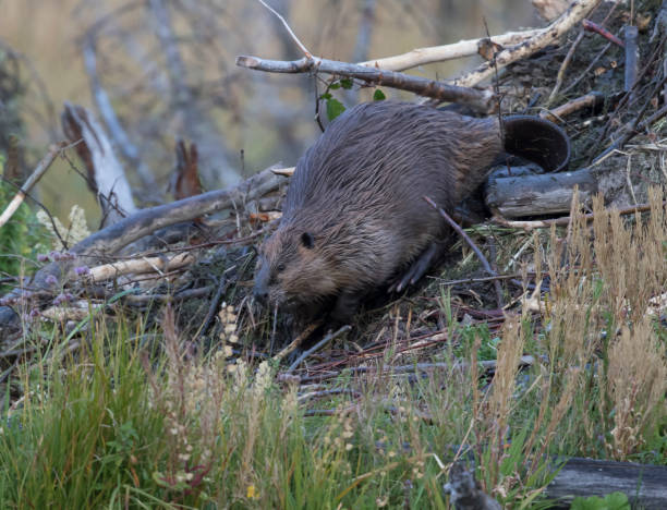 istock American beaver building lodge with underwater plants and sticks 683067246