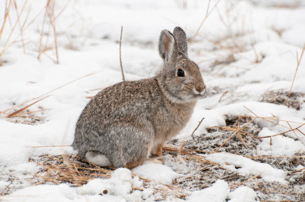 Mountain cottontail rabbit on snow with dead grass as forage stock photo