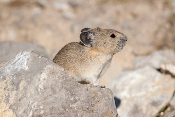 istock American pika on rock with tan and green background in Canada 683067946