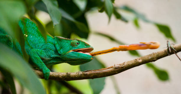 istock Chameleon at hunt insect. Long tongue chameleon. 683070506