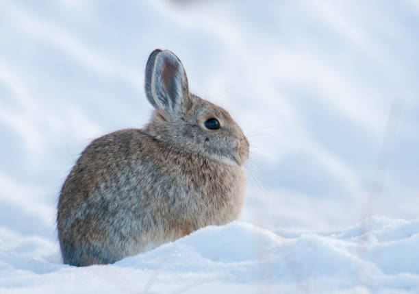 istock Mountain cottontail rabbit on deep snow looking cold in the winter time 683074650