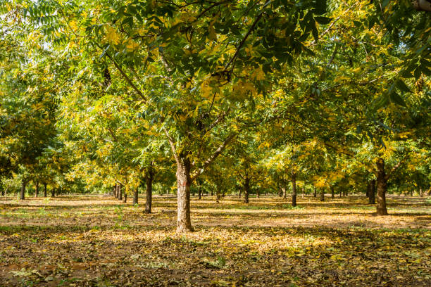 秋の葉の寝具のピ�ーカンファーム - pecan nut hickory tree food and drink ストックフォトと画像