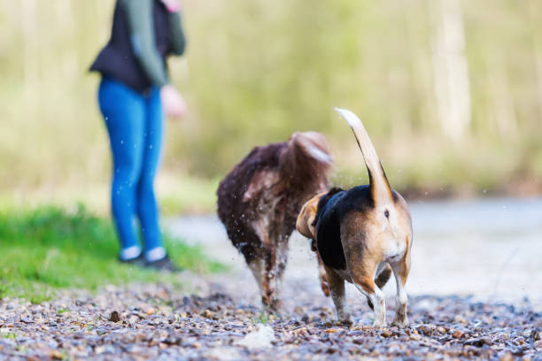 istock young woman plays with dogs at the river 683077628