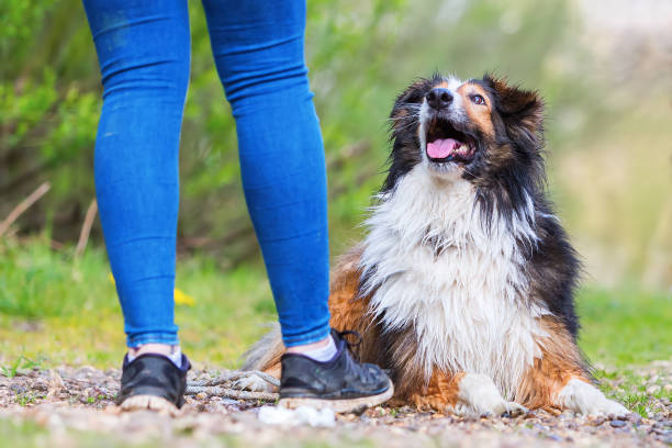 istock young woman plays with a dog at the river 683077646