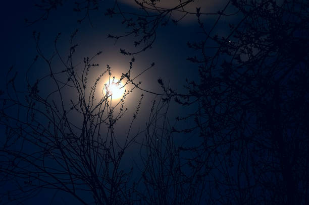 istock Full moon in May - full moon in the night sky and silhouettes of tree branches in the foreground 683077942