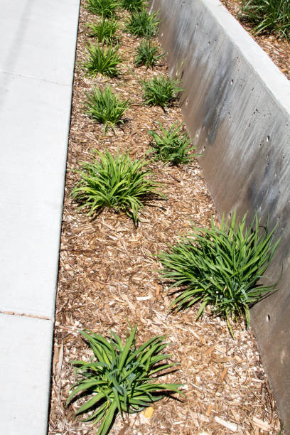 istock Narrow landscaping of grass clumps in mulch 683077950