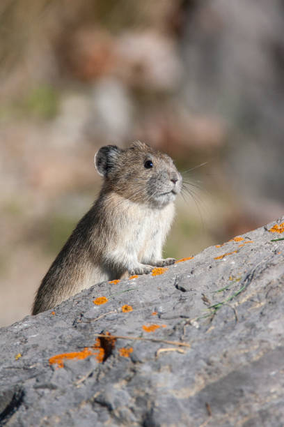 istock American pika on rock with tan and green background in Canada 683078068