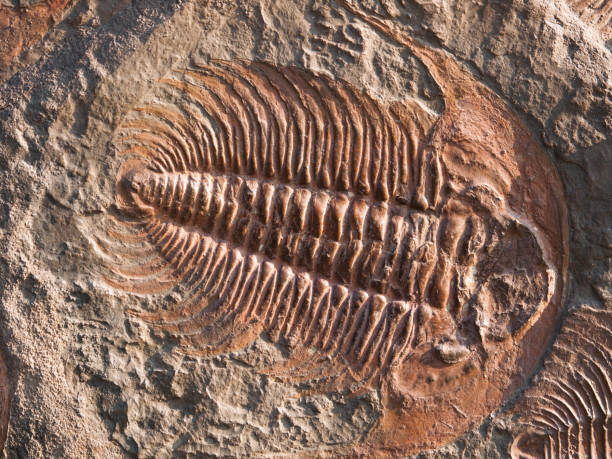 istock Fossil of Hydrocephalus briareus from cambrian period found in Marroco 683078288