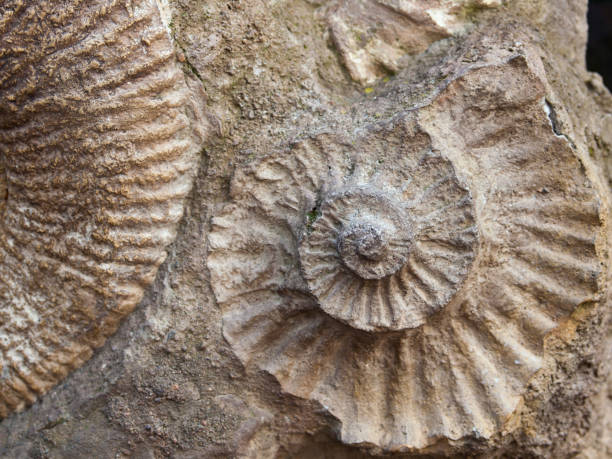 istock Fossil of Scapithes amonite found in Morocco, North Africa 683078370
