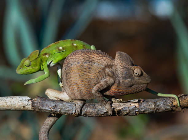 istock Two different colors of chameleon sitting on a branch. 683080760