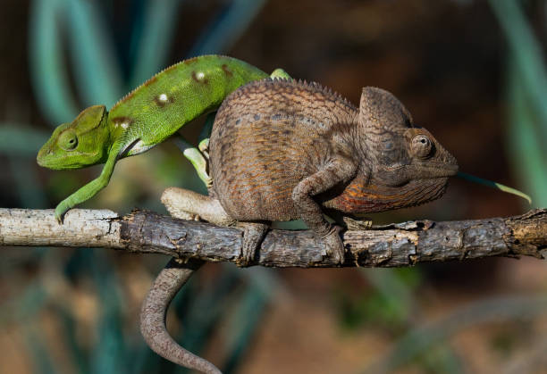 istock Two different colors of chameleon sitting on a branch. 683080882