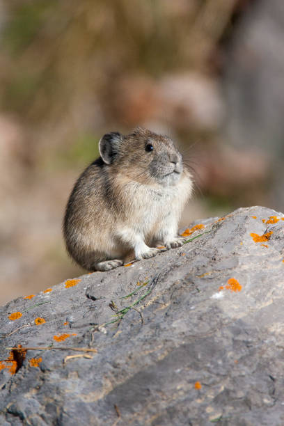 istock American pika on rock with tan and green background in Canada 683081390