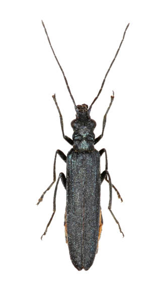 istock Swollen-Thighed Beetle on white Background  -  Oedemera sp. 683081444