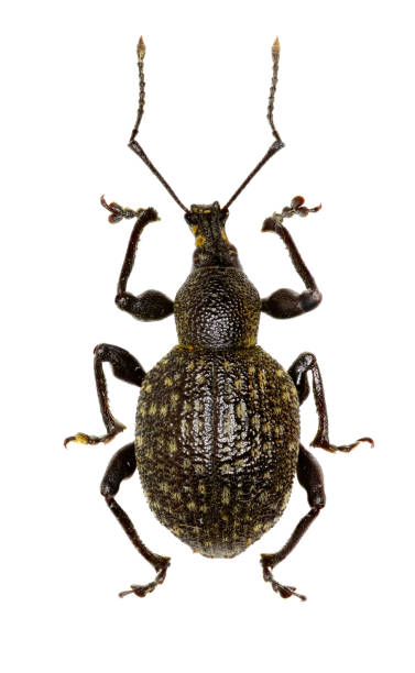 istock Armadillo Vine Weevil on white Background  -  Otiorhynchus armadillo (Rossi, 1792) 683081516